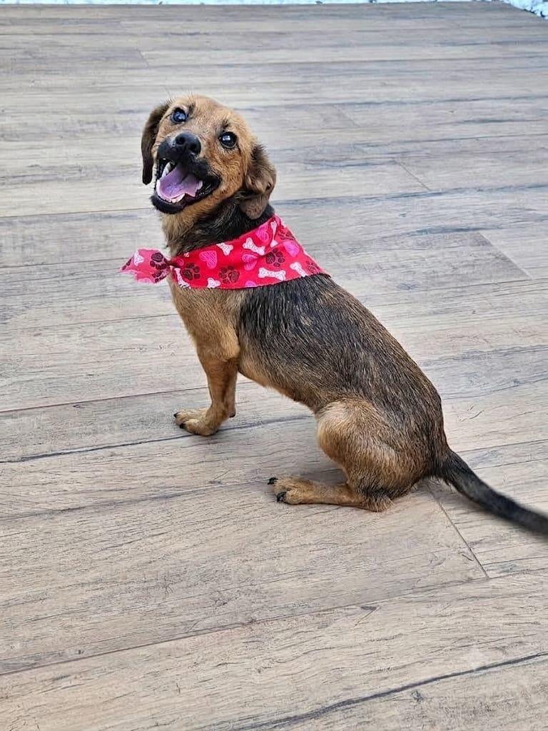 Luck, cachorro de porte pequeno para adoção em Pedro Leopoldo - MG — foto 3 de 4