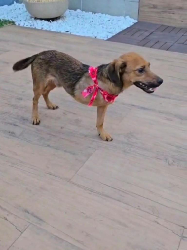 Luck, cachorro de porte pequeno para adoção em Pedro Leopoldo - MG — foto 4 de 4