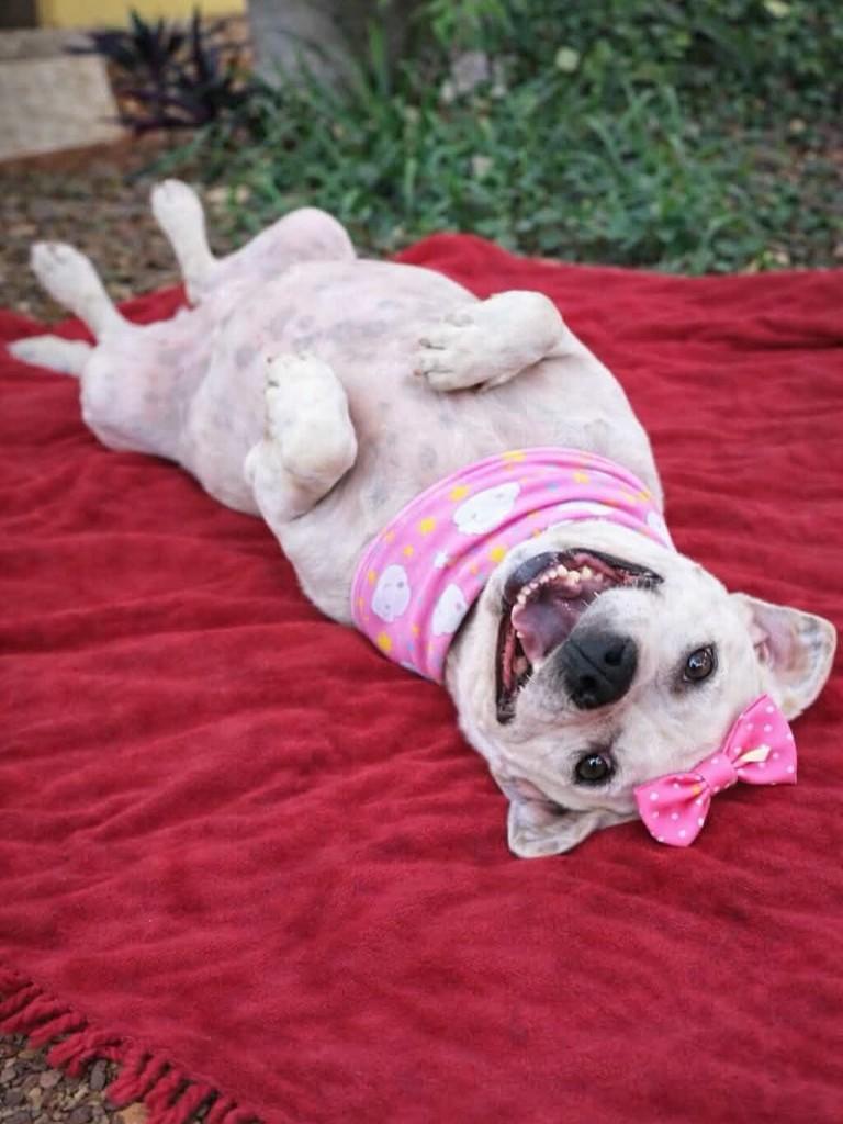 Branca, cachorro de porte pequeno para adoção em Belo Horizonte - MG