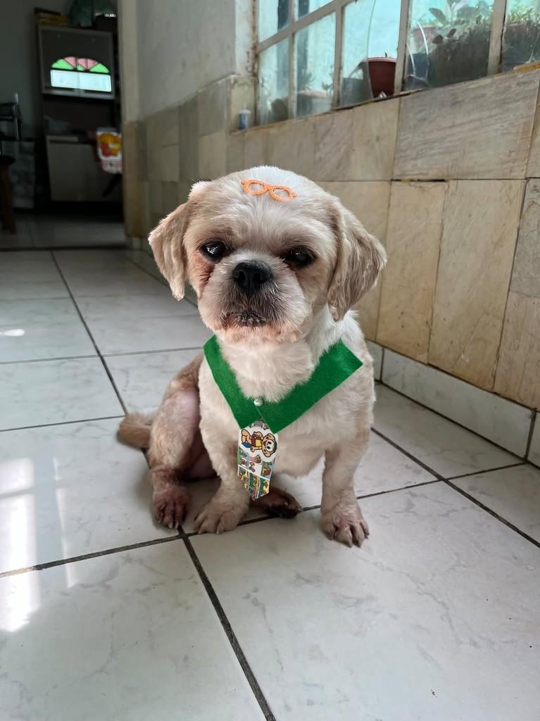 Chocolate, cachorro de porte pequeno para adoção em Belo Horizonte - MG