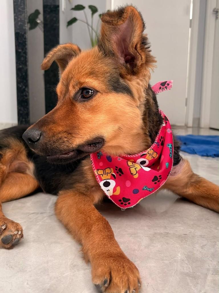 Kyra, cadela de porte médio para adoção em Belo Horizonte - MG