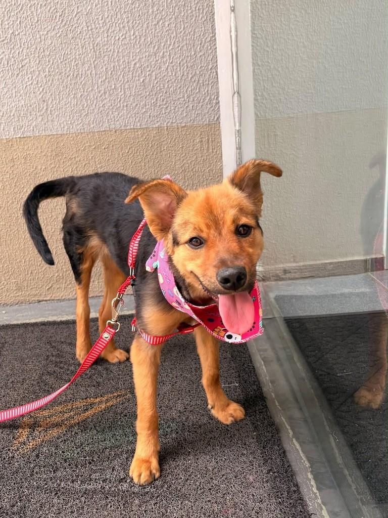 Kyra, cadela de porte médio para adoção em Belo Horizonte - MG — foto 2 de 2