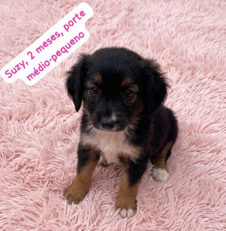 Suzy, cadela de porte pequeno para adoção em Belo Horizonte - MG