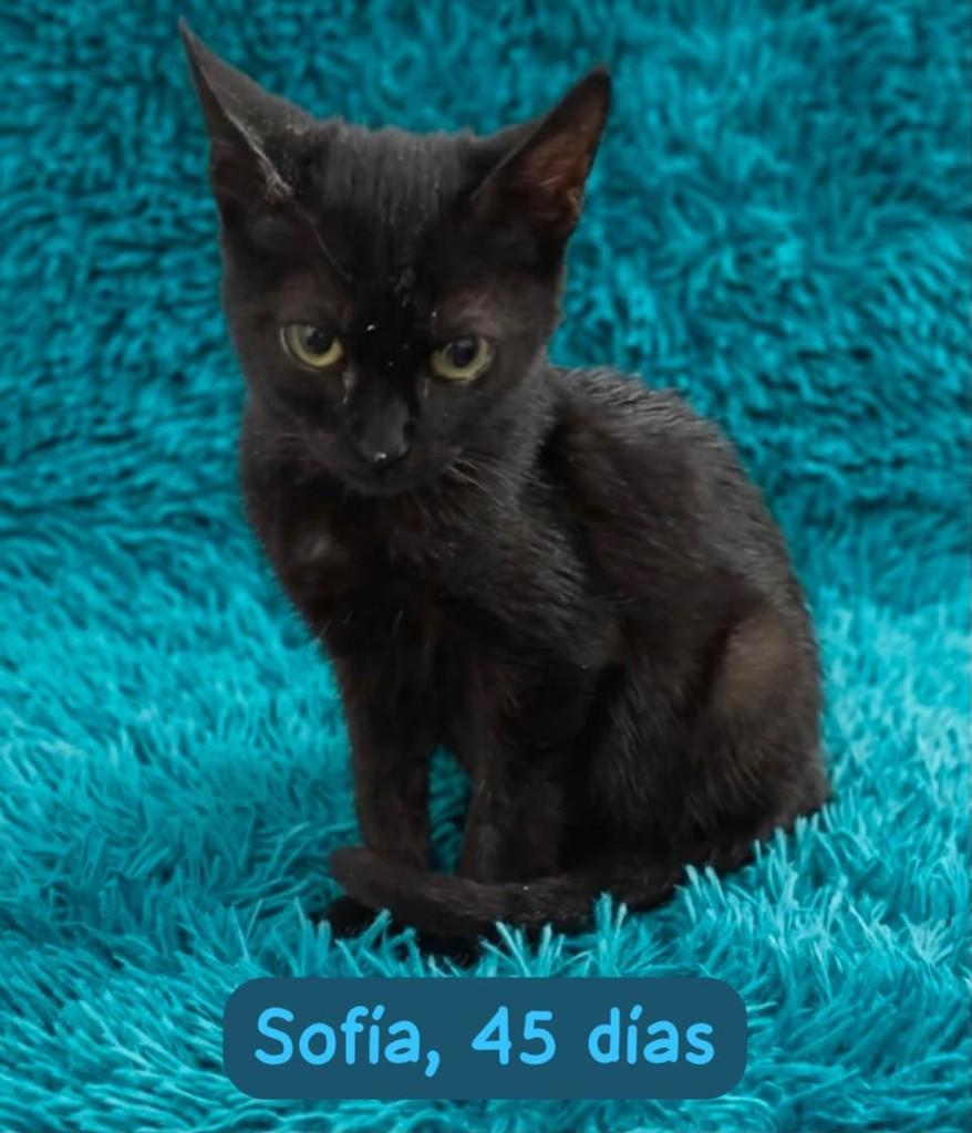 Sofia, gata de porte pequeno para adoção em Belo Horizonte - MG
