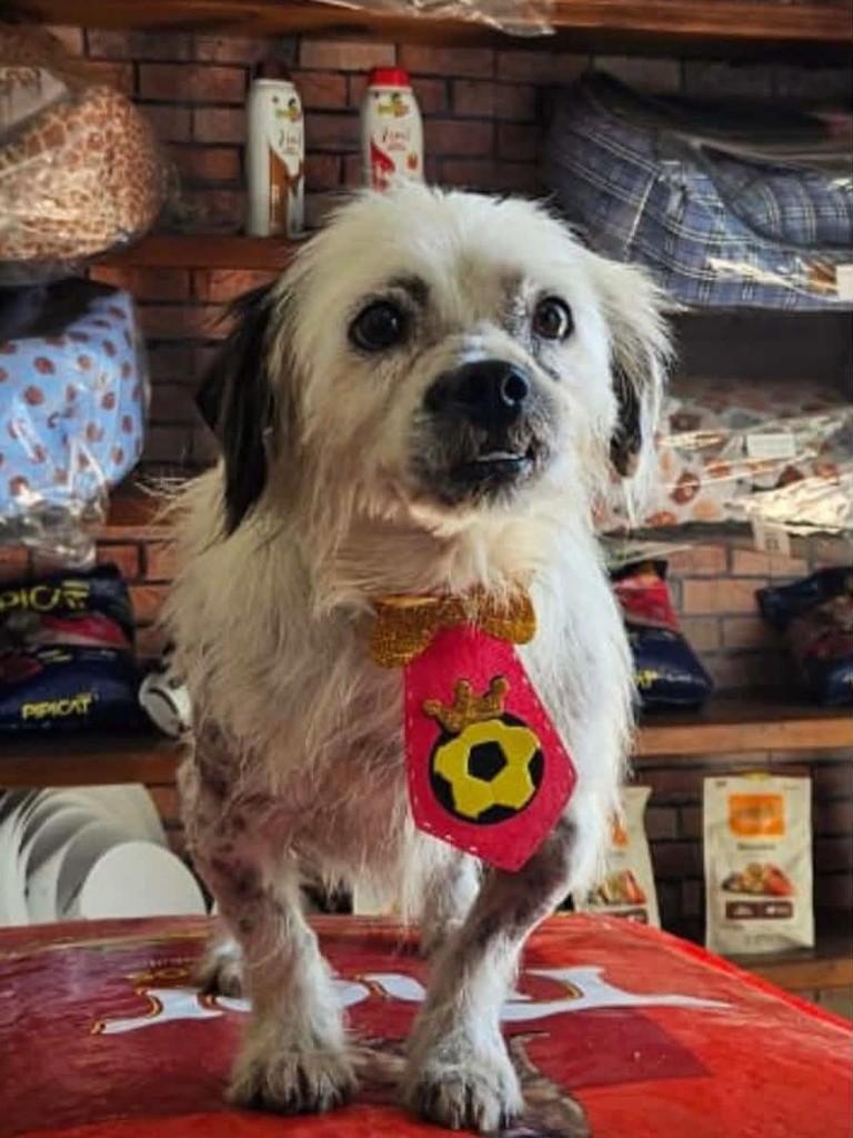 Toninho, cachorro de porte pequeno para adoção em Belo Horizonte - MG