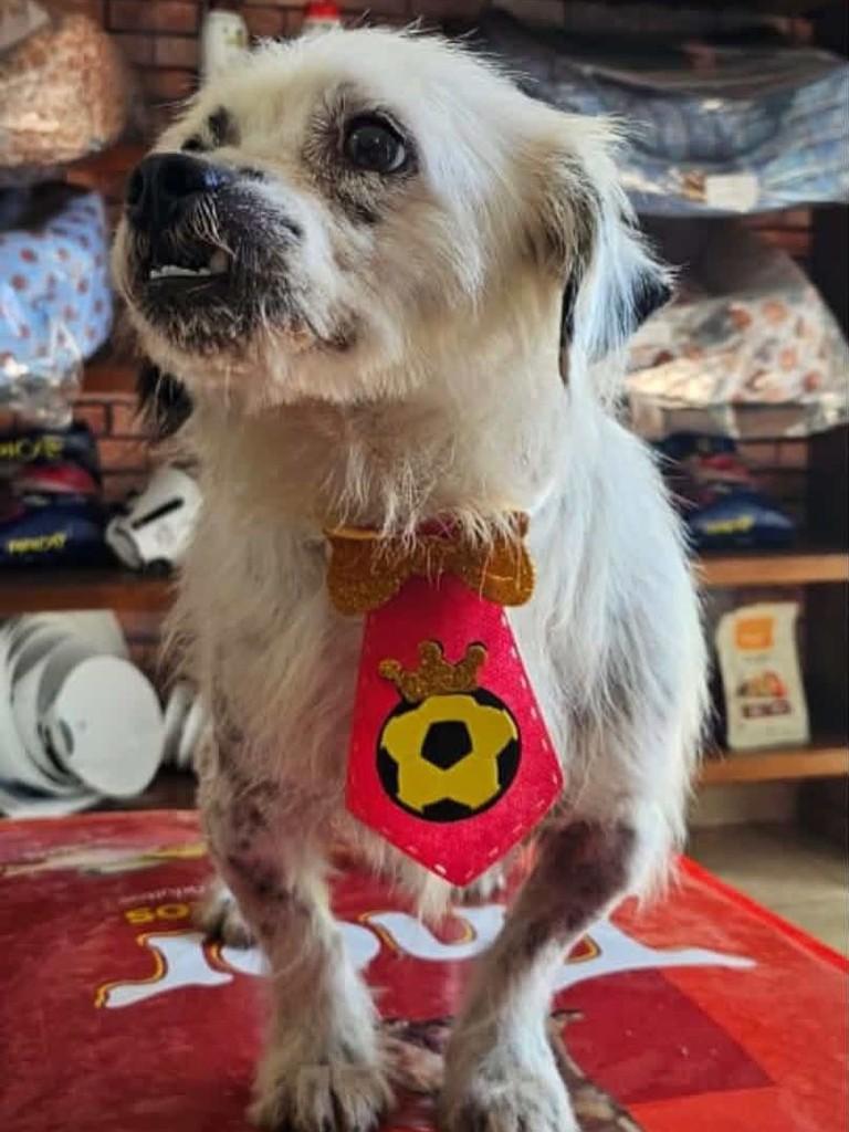 Toninho, cachorro de porte pequeno para adoção em Belo Horizonte - MG — foto 2 de 2