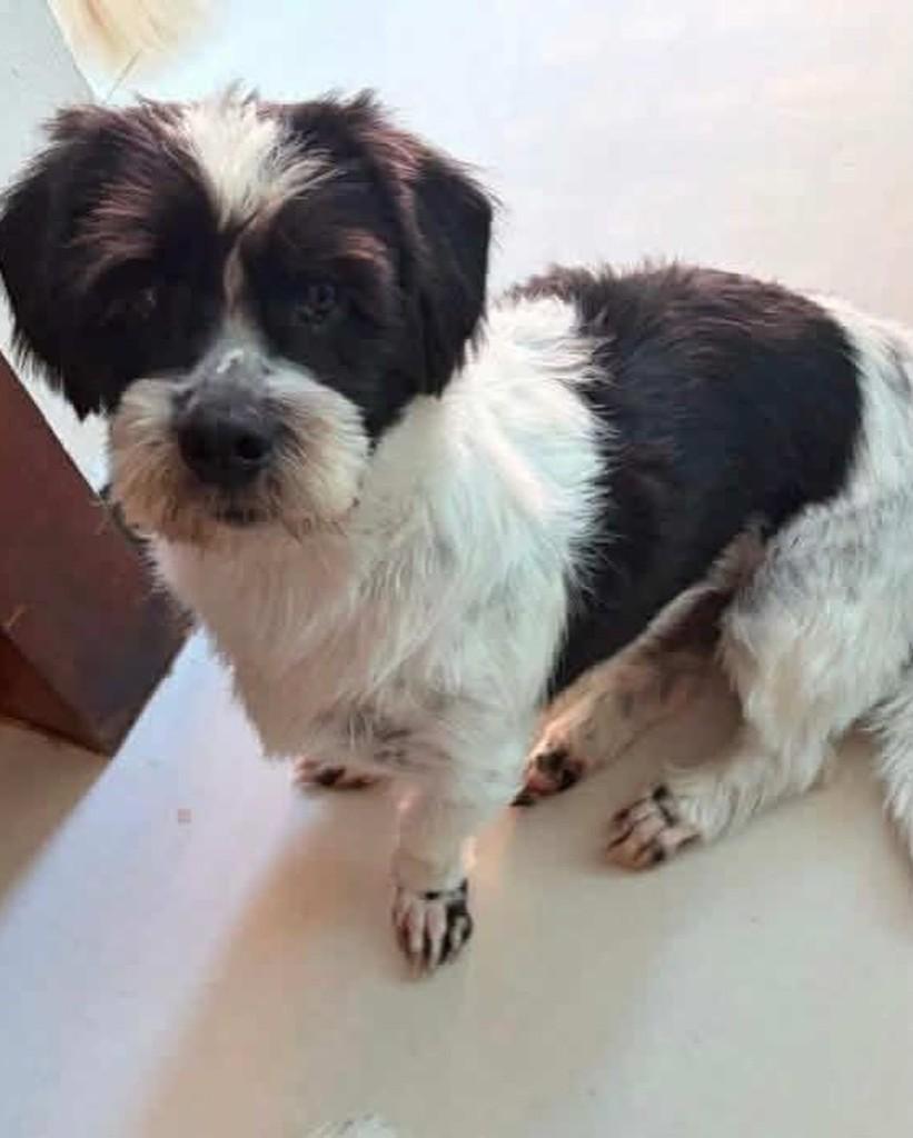 João, cachorro de porte médio para adoção em Belo Horizonte - MG