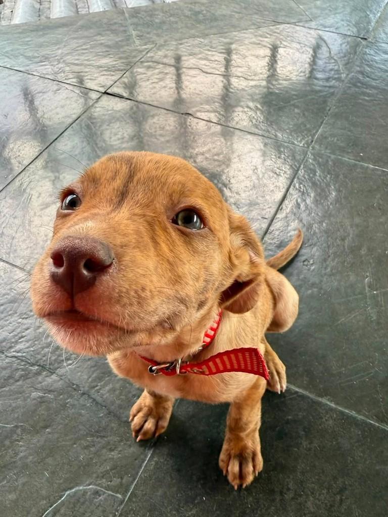 Canela, cadela de porte médio para adoção em Belo Horizonte - MG