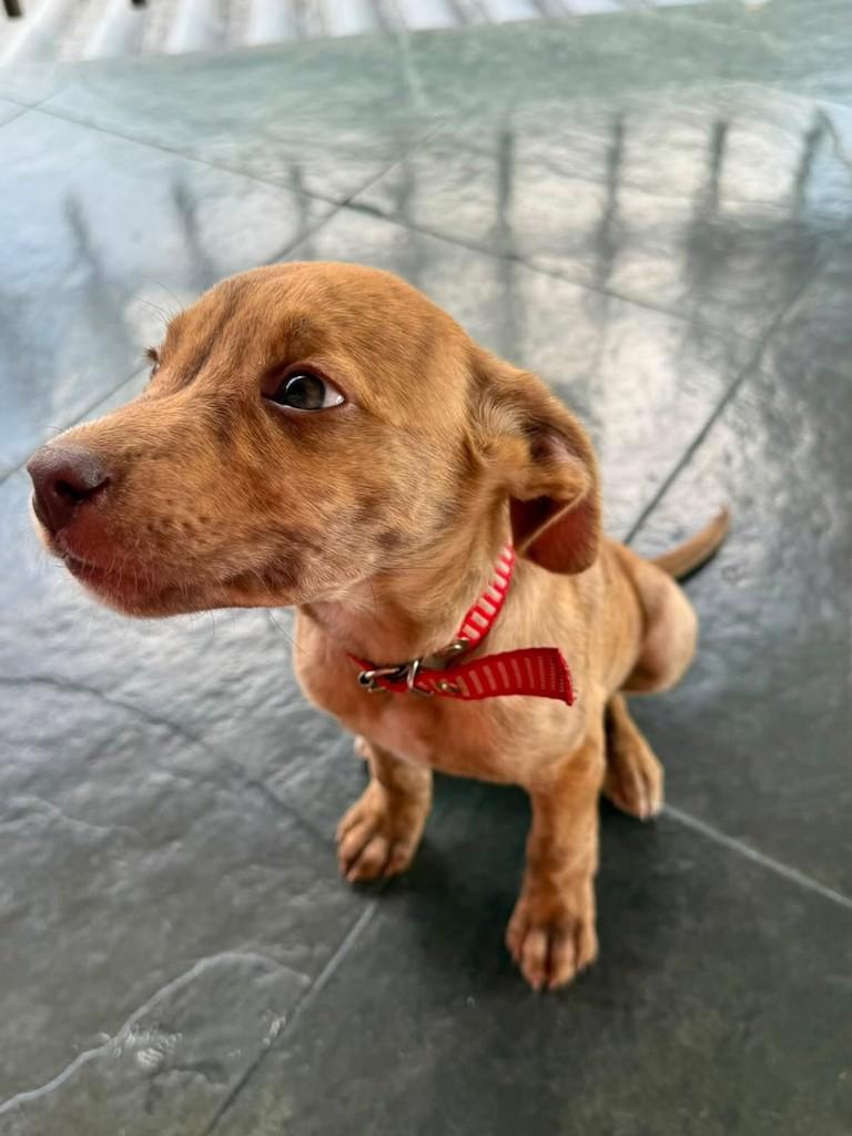 Canela, cadela de porte médio para adoção em Belo Horizonte - MG — foto 2 de 2