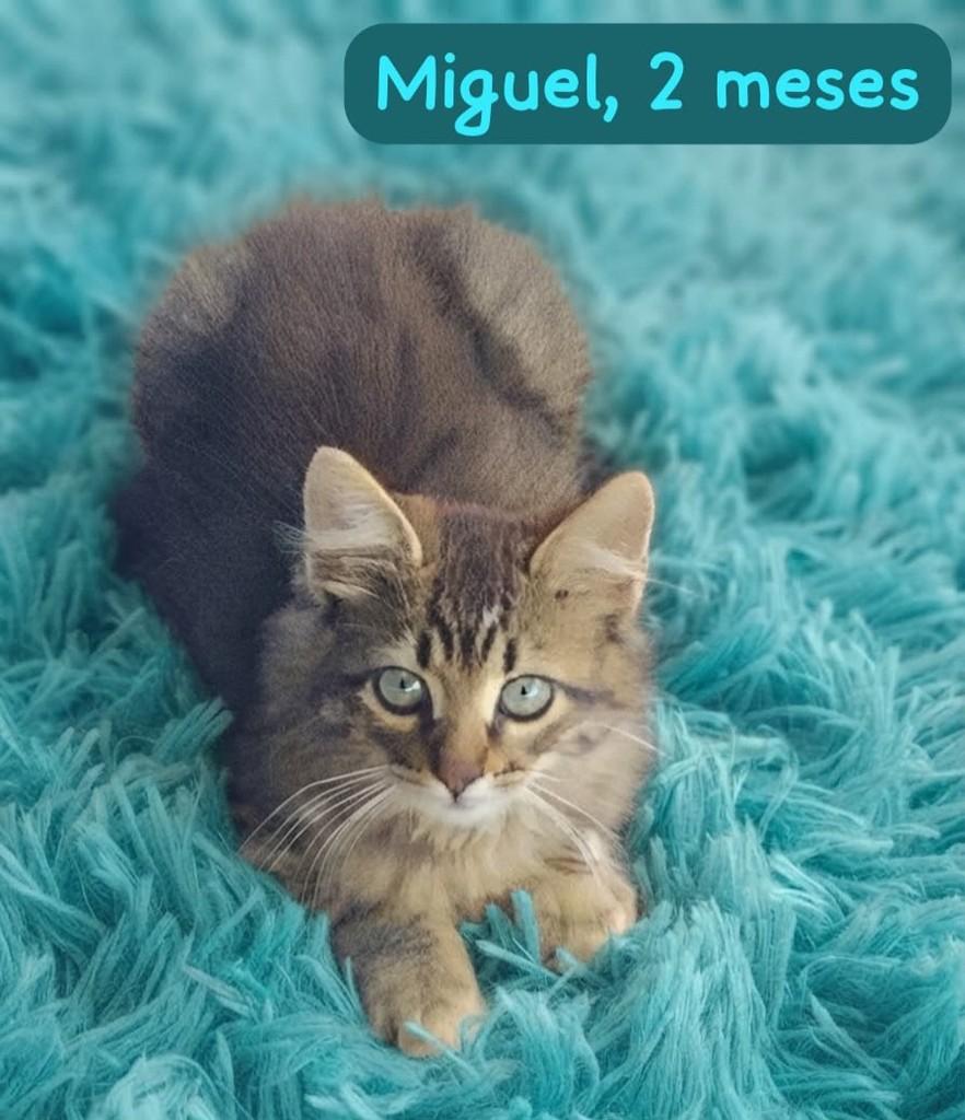Miguel, gato de porte pequeno para adoção em Belo Horizonte - MG