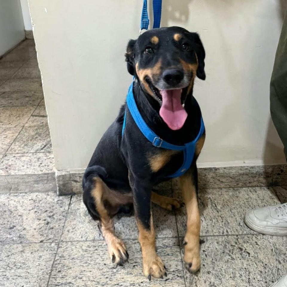 Negão, cachorro de porte médio para adoção em Belo Horizonte - MG