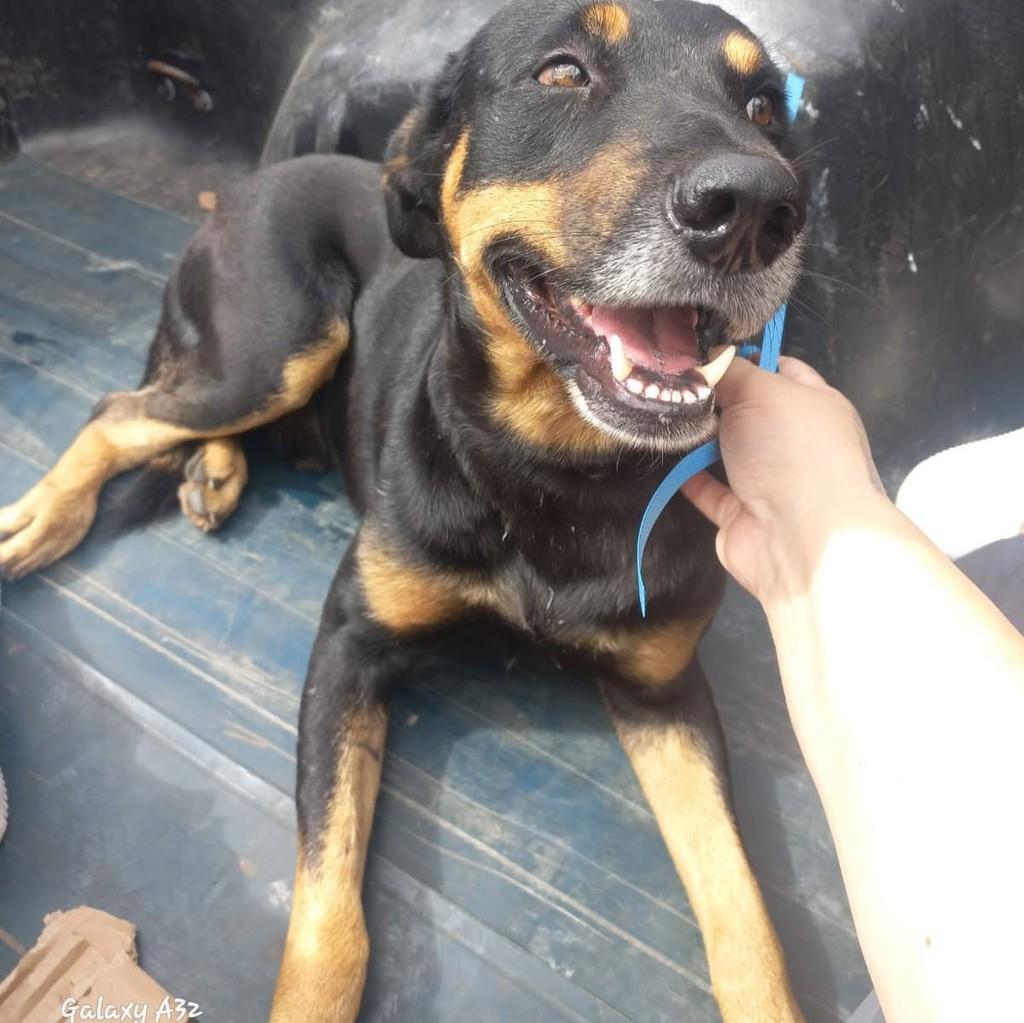 Negão, cachorro de porte médio para adoção em Belo Horizonte - MG — foto 2 de 2