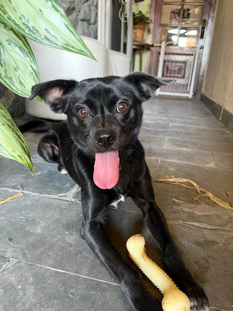 Zulu, cachorro de porte pequeno para adoção em Belo Horizonte - MG
