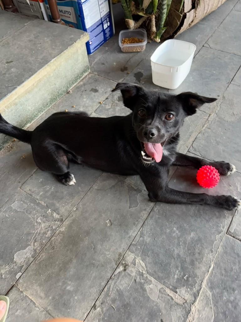 Zulu, cachorro de porte pequeno para adoção em Belo Horizonte - MG — foto 2 de 3