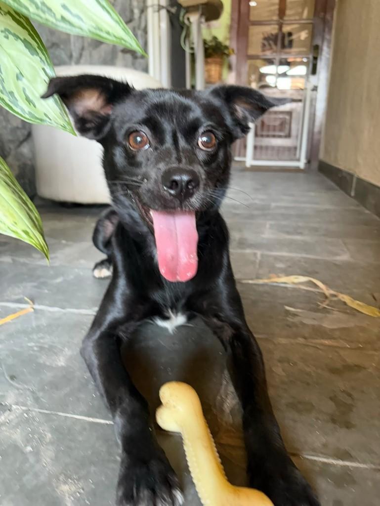 Zulu, cachorro de porte pequeno para adoção em Belo Horizonte - MG — foto 3 de 3