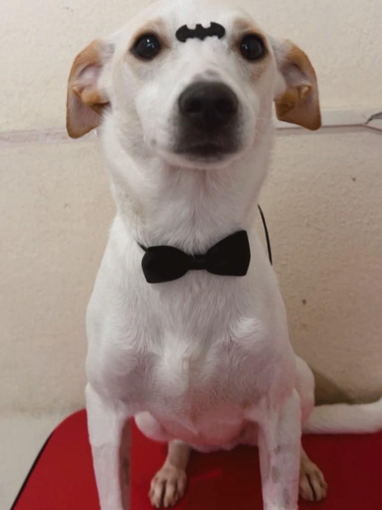 Dipper, cachorro de porte médio para adoção em Belo Horizonte - MG