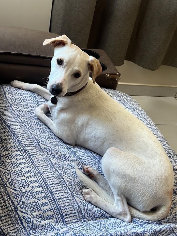 Dipper, cachorro de porte médio para adoção em Belo Horizonte - MG — foto 2 de 3