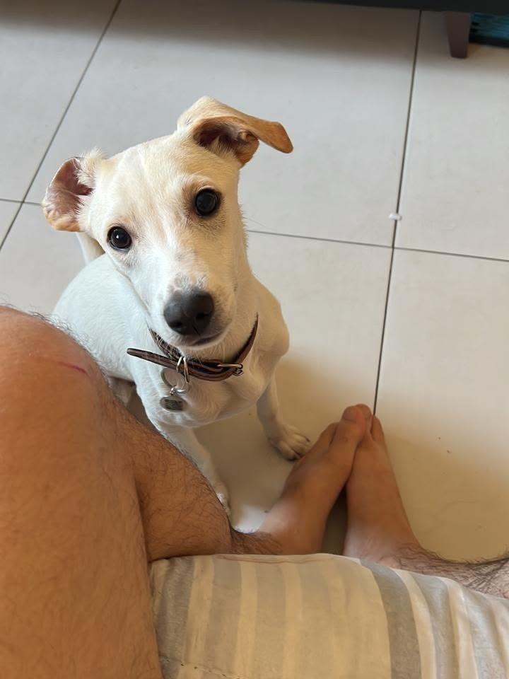 Dipper, cachorro de porte médio para adoção em Belo Horizonte - MG — foto 3 de 3