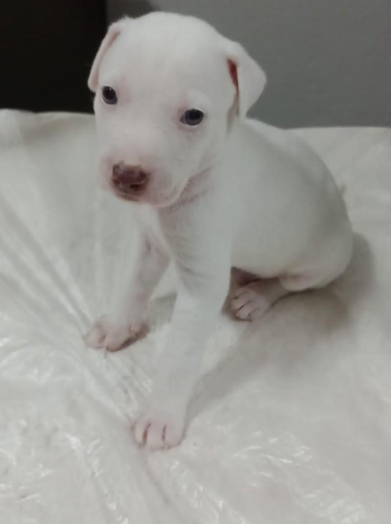 Branquinho, cachorro de porte pequeno para adoção em Belo Horizonte - MG