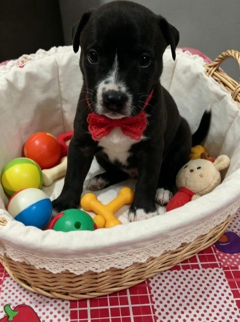 Lorenzinho, cachorro de porte pequeno para adoção em Belo Horizonte - MG