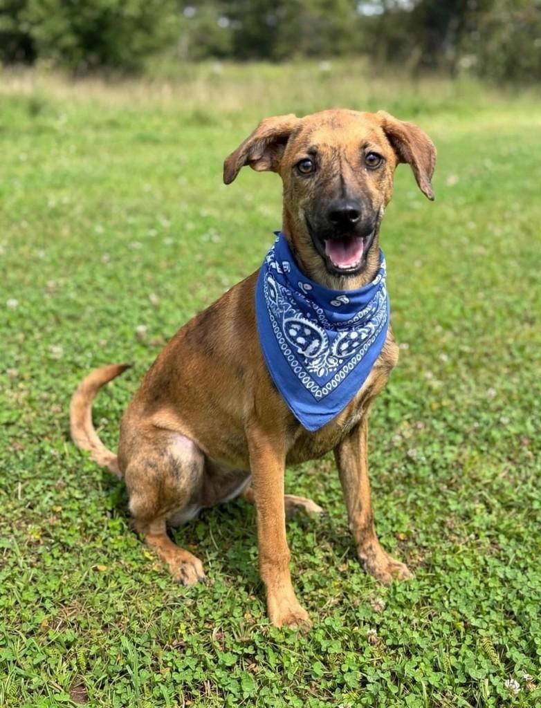 Rajado, cachorro de porte médio para adoção em Belo Horizonte - MG