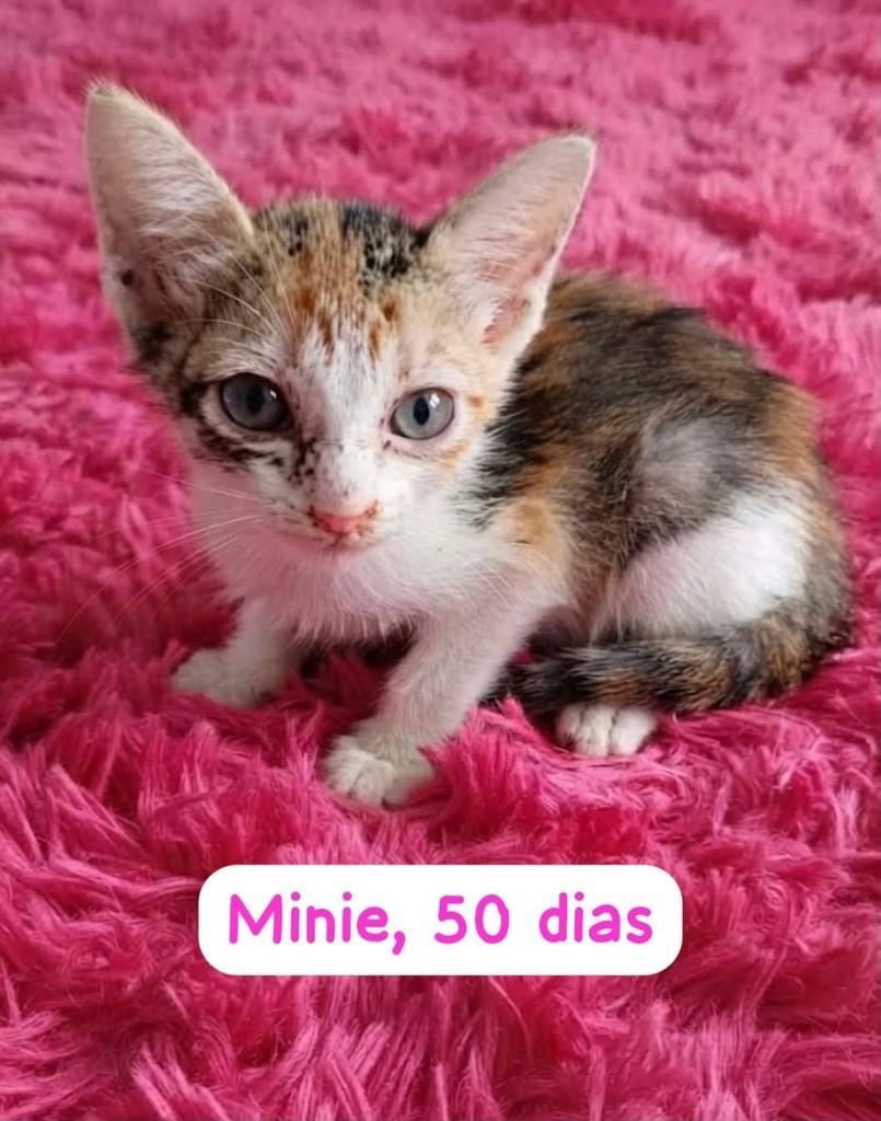 Minie, gata para adoção em Belo Horizonte - MG