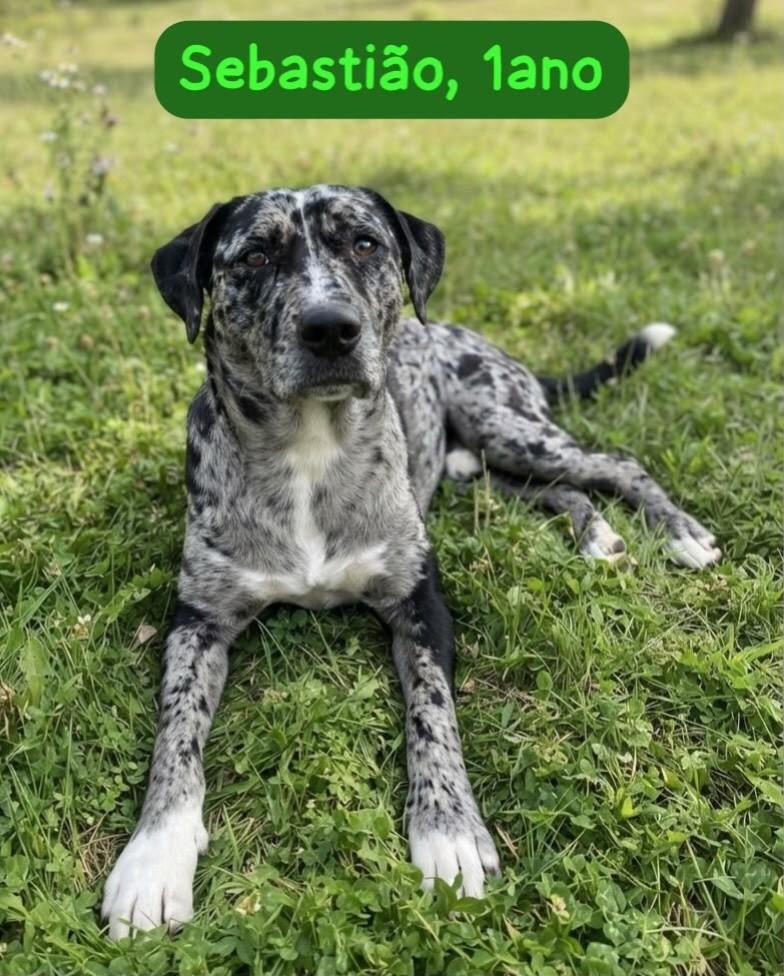 Sebastião, cachorro de porte médio para adoção em Belo Horizonte - MG