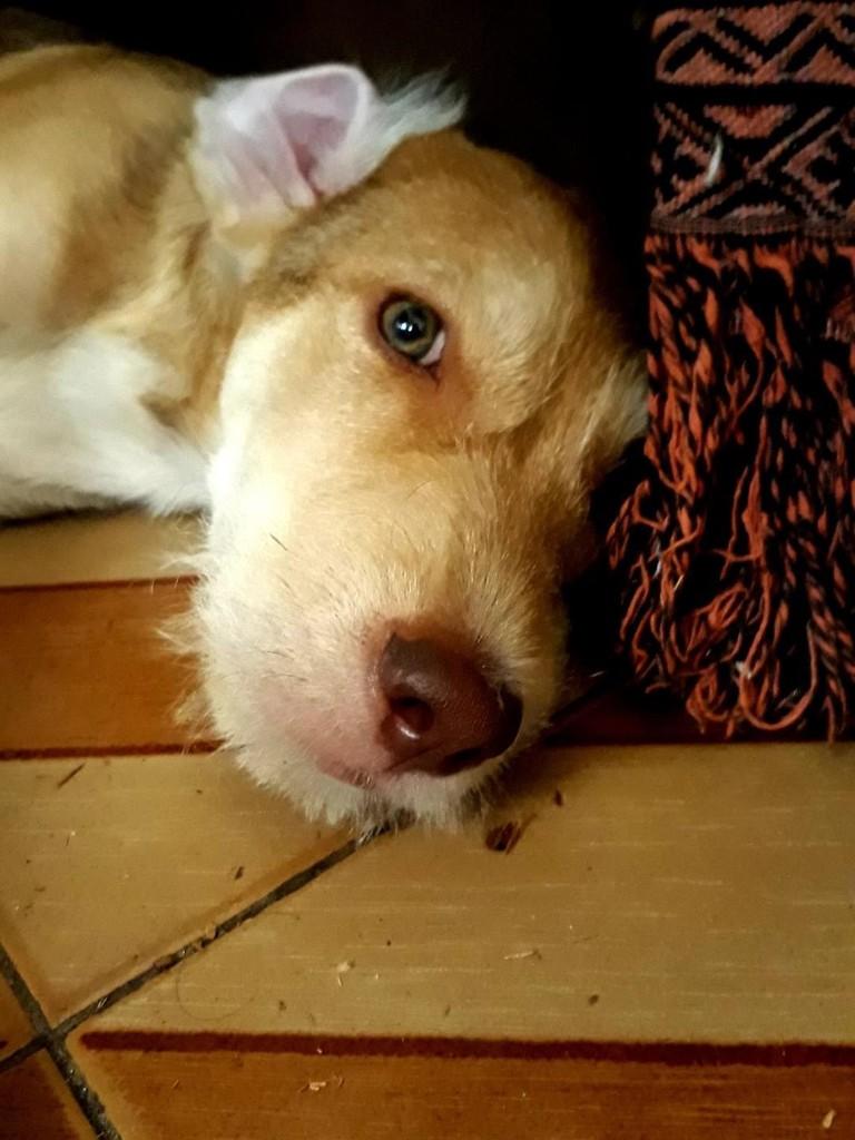 Tonico, cachorro de porte médio para adoção em Belo Horizonte - MG