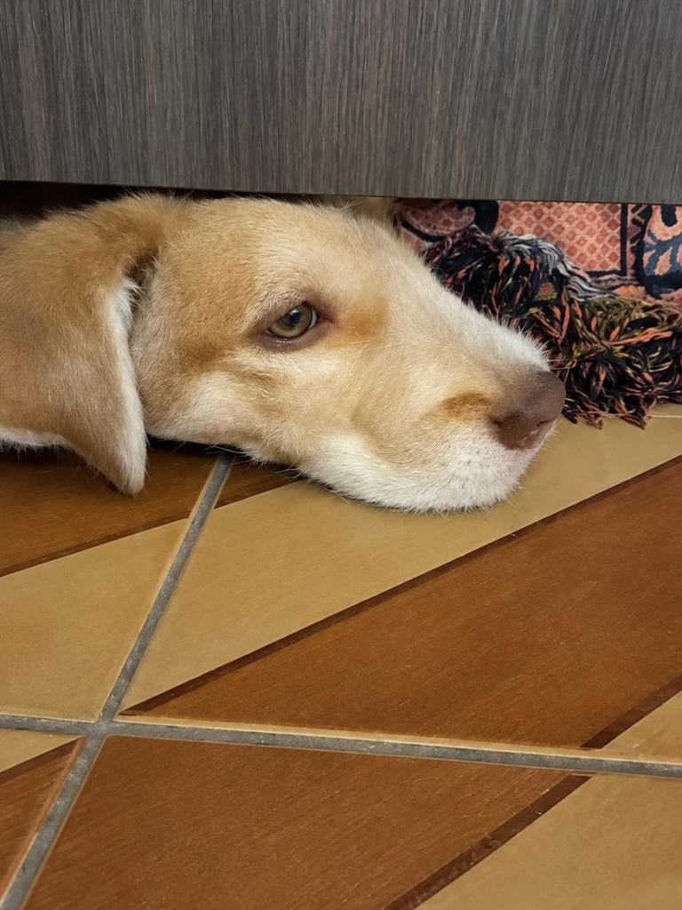 Tonico, cachorro de porte médio para adoção em Belo Horizonte - MG — foto 2 de 3