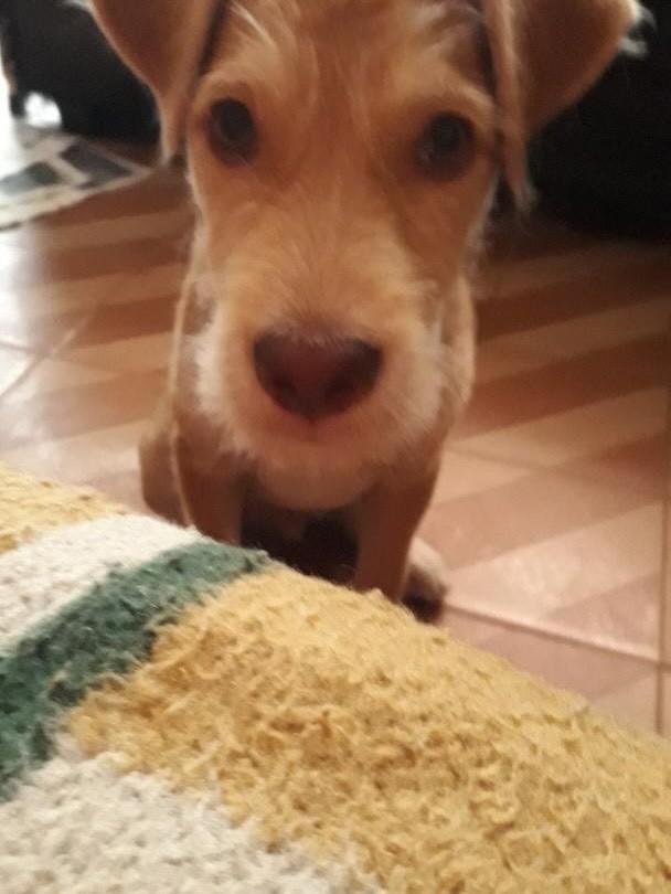 Tonico, cachorro de porte médio para adoção em Belo Horizonte - MG — foto 3 de 3