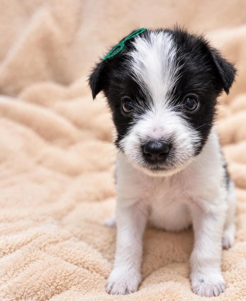 Gustavo, cachorro de porte pequeno para adoção em Belo Horizonte - MG