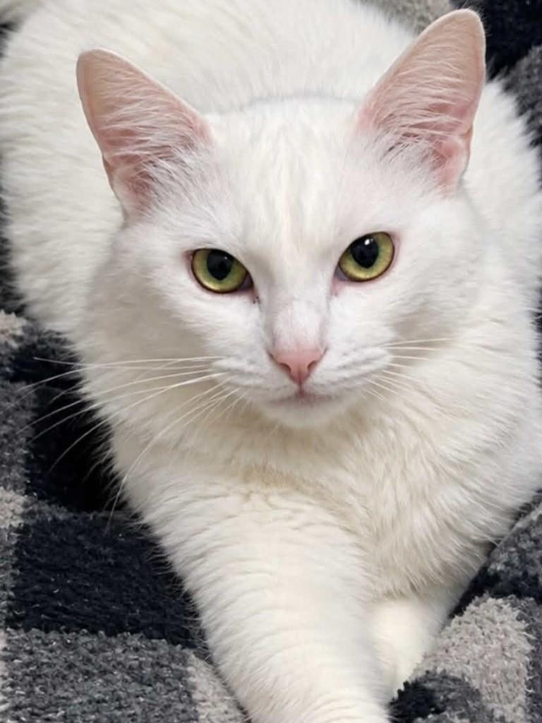 Mingau, gata de porte médio para adoção em Belo Horizonte - MG