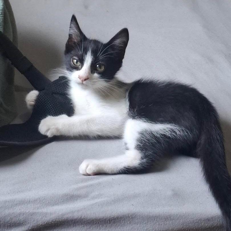 Goiaba, gata de porte pequeno para adoção em Belo Horizonte - MG