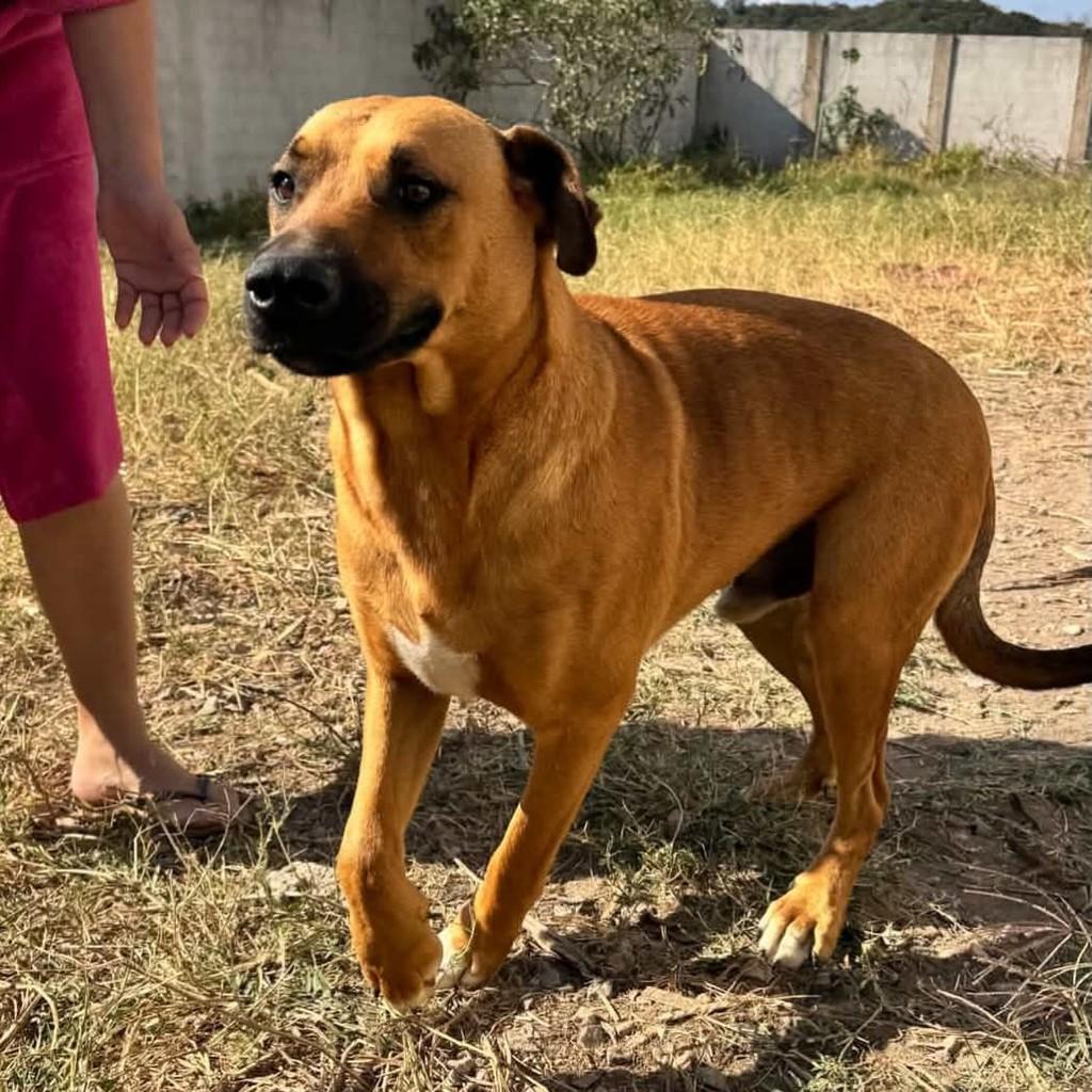 Sultão, cachorro de porte grande para adoção em Pará de Minas - MG