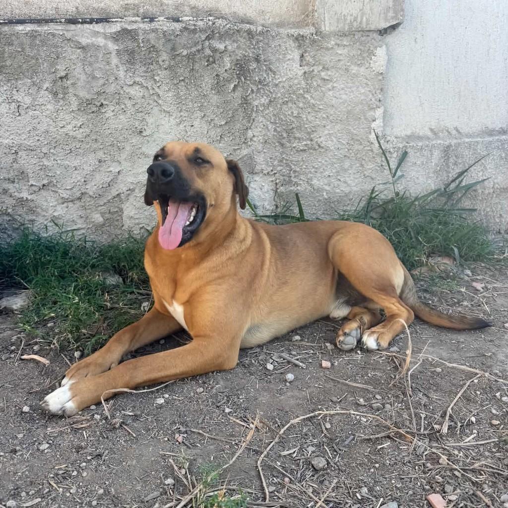 Sultão, cachorro de porte grande para adoção em Pará de Minas - MG — foto 2 de 2