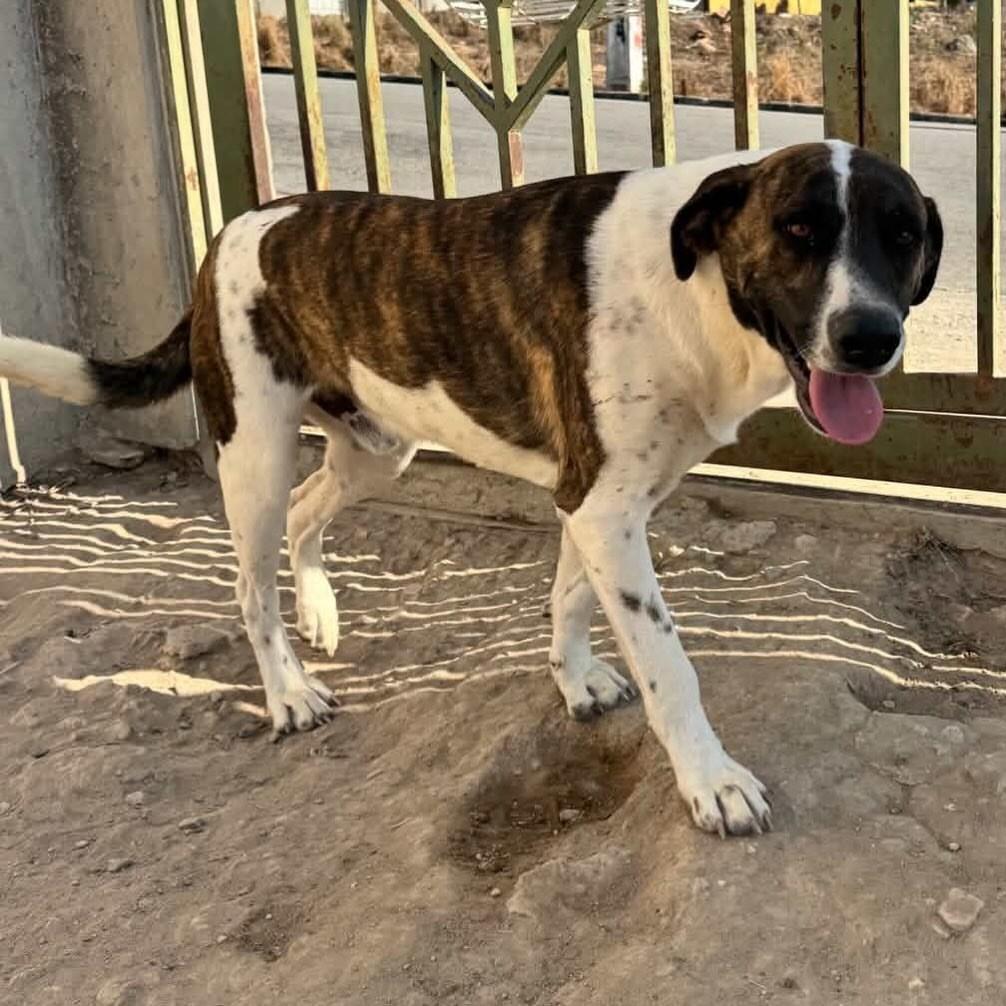 Rajadinho, cachorro de porte grande para adoção em Pará de Minas - MG