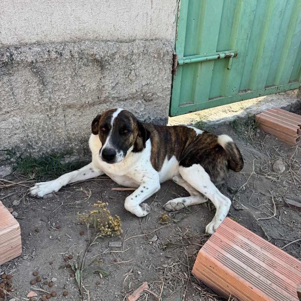 Rajadinho, cachorro de porte grande para adoção em Pará de Minas - MG — foto 2 de 2