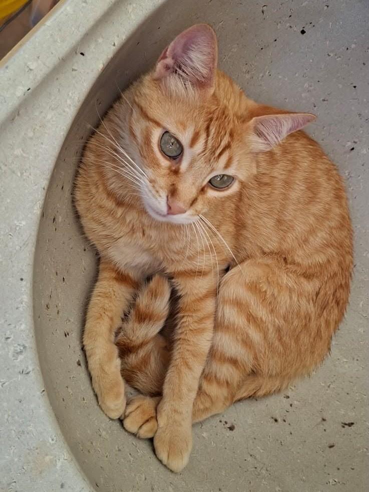 Theo, gato de porte médio para adoção em Belo Horizonte - MG