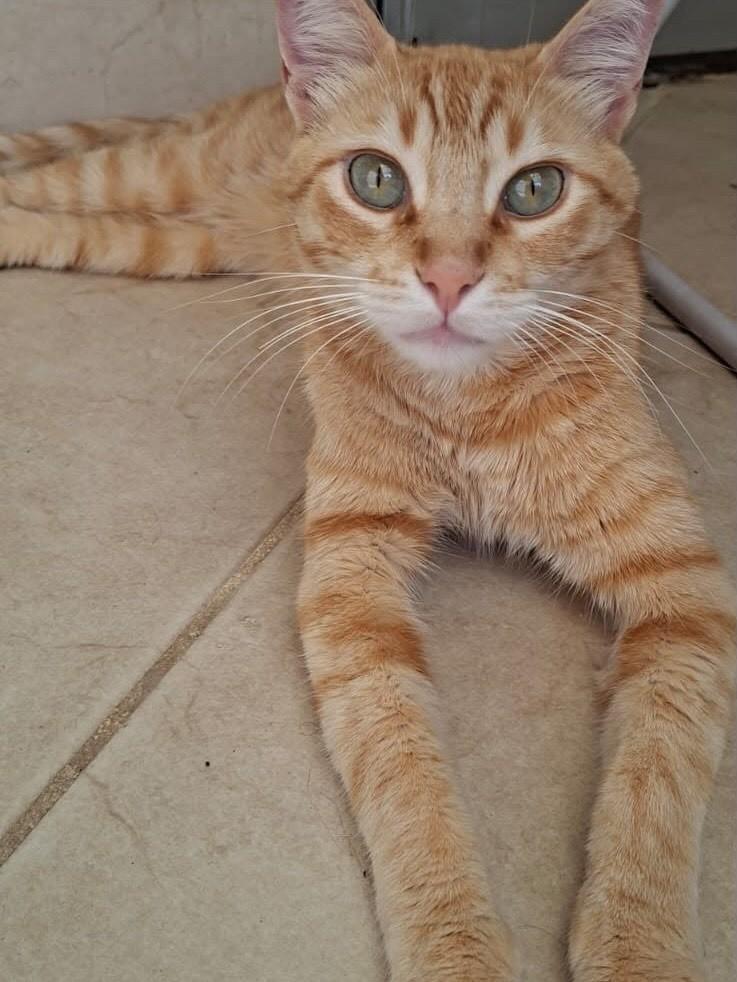 Theo, gato de porte médio para adoção em Belo Horizonte - MG — foto 2 de 3