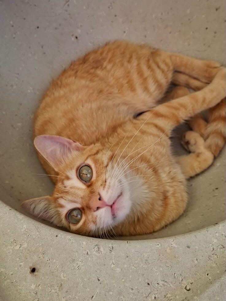 Theo, gato de porte médio para adoção em Belo Horizonte - MG — foto 3 de 3