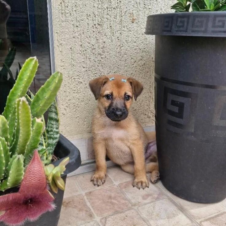 Snoop, cachorro de porte médio para adoção em Belo Horizonte - MG