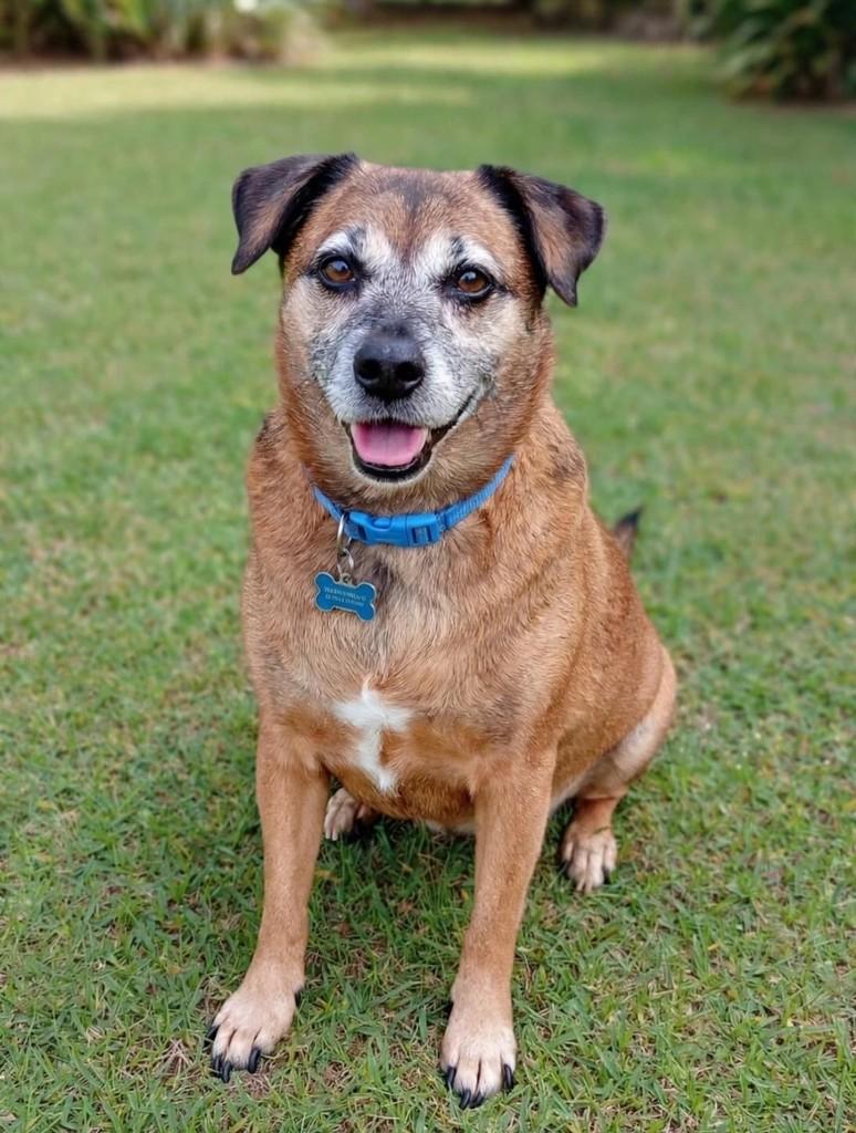 Gugu, cachorro de porte médio para adoção em Belo Horizonte - MG
