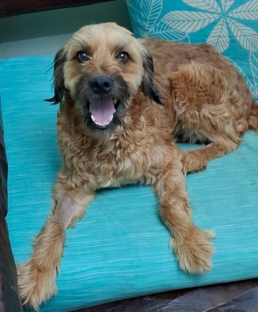 Lola, cadela de porte médio para adoção em Belo Horizonte - MG