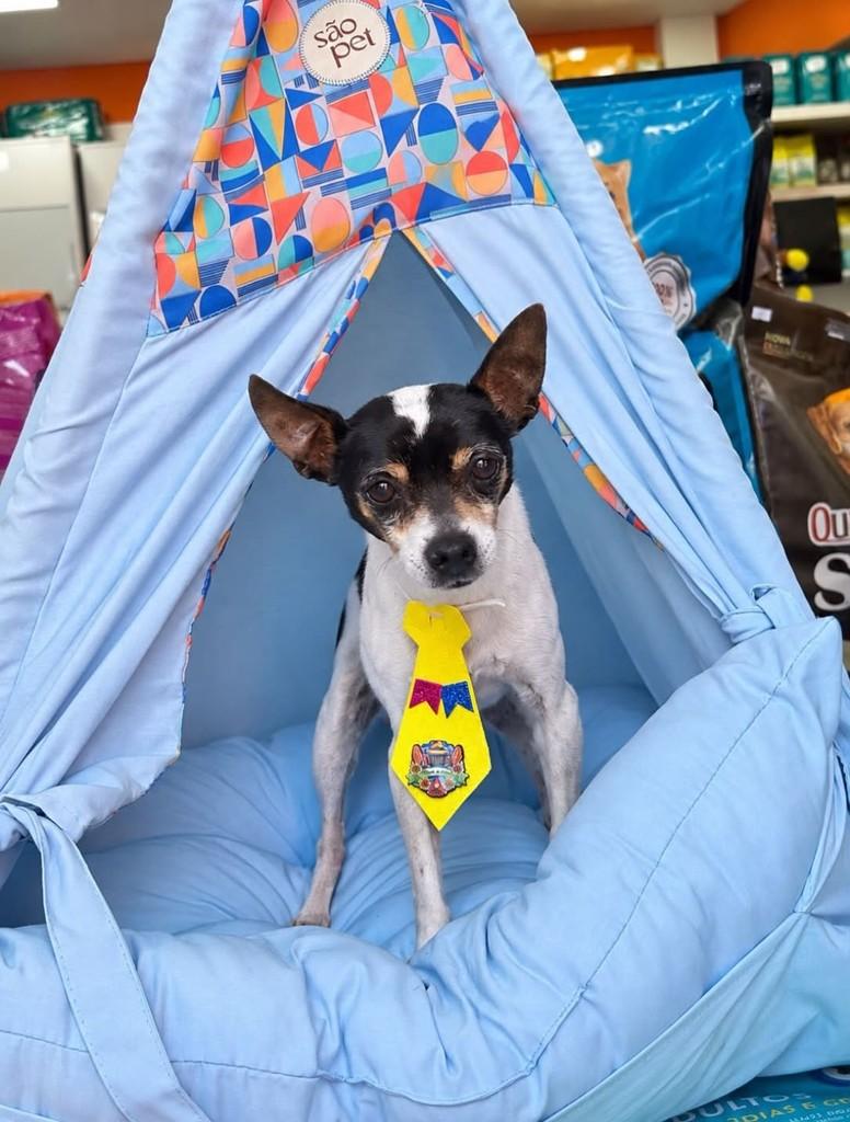Romeu, cachorro de porte pequeno para adoção em Belo Horizonte - MG