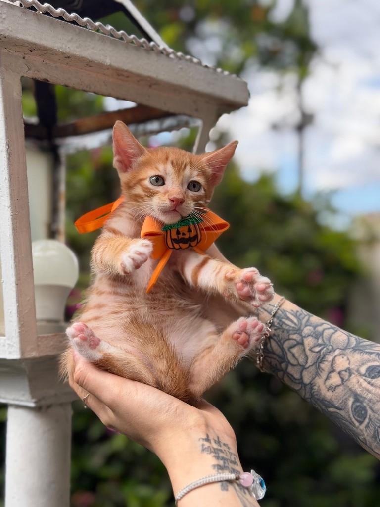 Antônio, gato de porte pequeno para adoção em Belo Horizonte - MG
