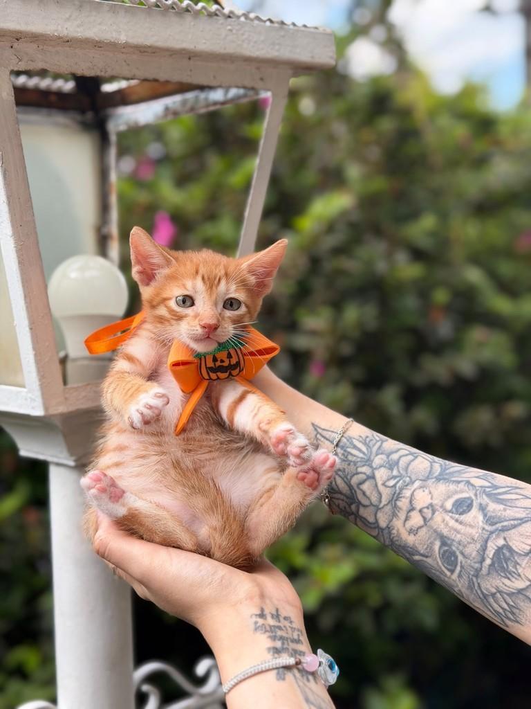 Antônio, gato de porte pequeno para adoção em Belo Horizonte - MG — foto 2 de 2