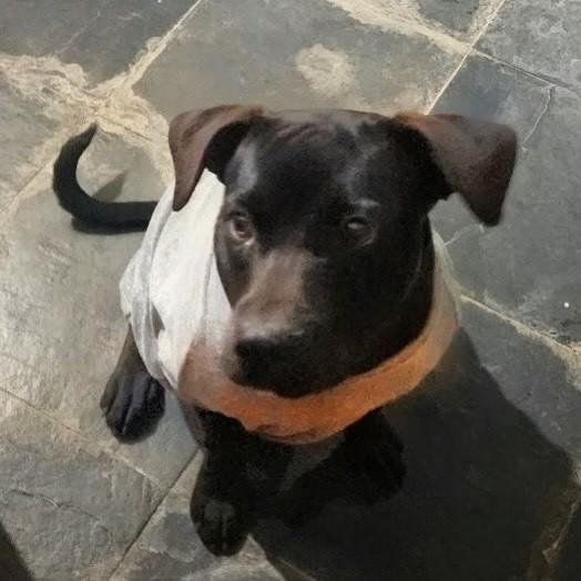 Rocco, cachorro de porte grande para adoção em Belo Horizonte - MG