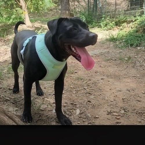 Rocco, cachorro de porte grande para adoção em Belo Horizonte - MG — foto 2 de 2