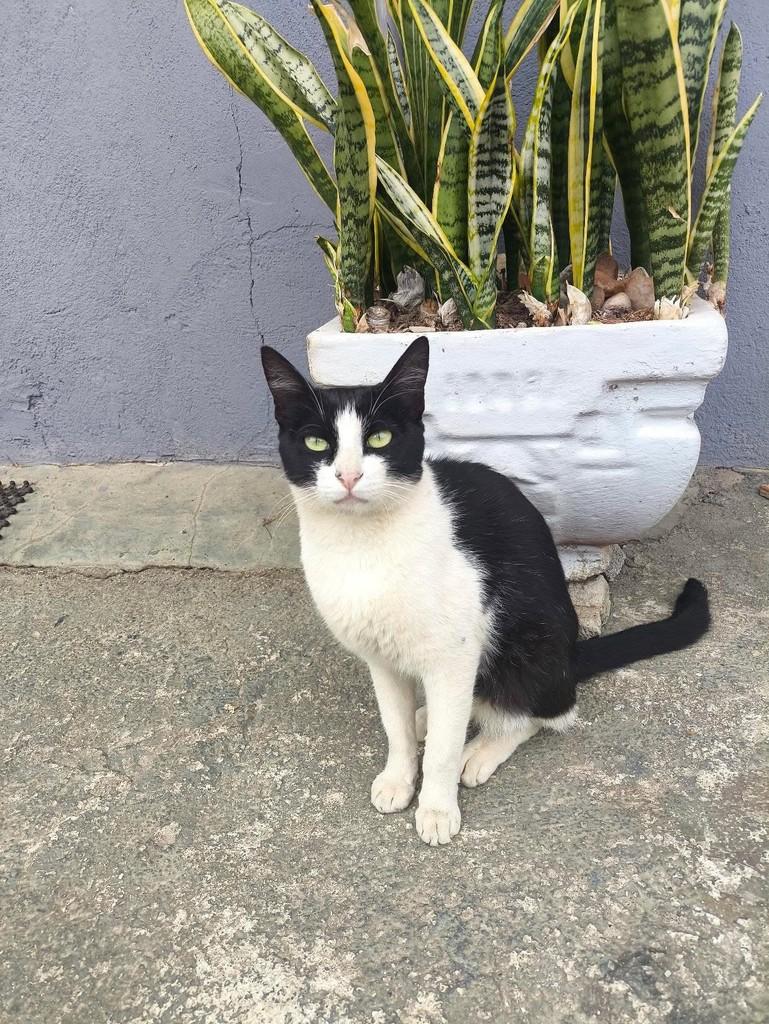 Romeu, gato de porte médio para adoção em Belo Horizonte - MG