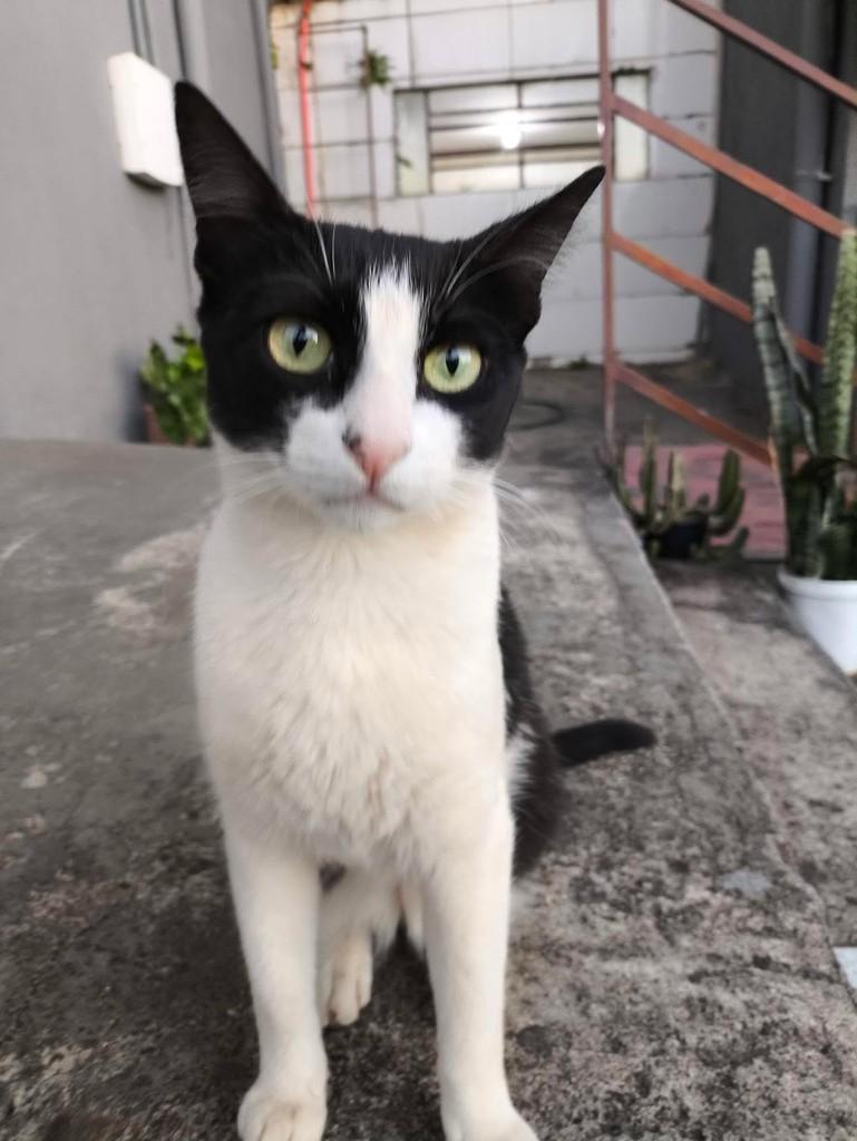 Romeu, gato de porte médio para adoção em Belo Horizonte - MG — foto 2 de 2